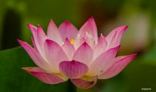 描写莲花的优美语段落