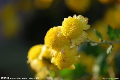 菊花比喻句