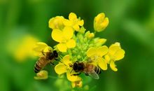 描写蜜蜂的比喻句