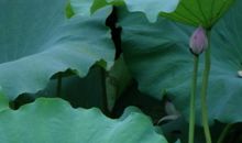 描写夏天荷花的好段