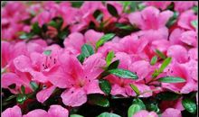 关于吊兰的比喻句