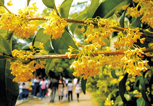 桂花寓言