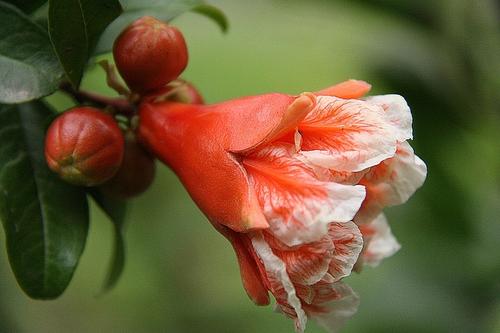 石榴花过敏