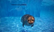 描写海洋动物的句子