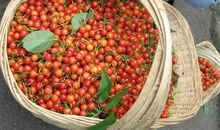 形容樱桃的比喻句