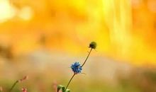 看淡世事沧桑的句子