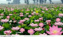 关于荷花的歇后语