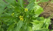 形容芹菜的比喻句