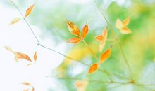 英语中关于花的谚语