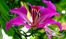 有关春天的比喻句