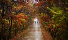 形容秋雨的比喻句