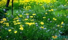 有关草地的比喻句