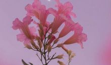 关于我喜欢你的藏头诗 适合表白的藏头诗