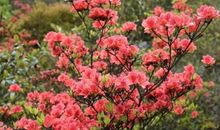 赞美杜鹃花的诗句