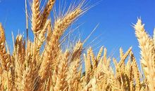 早安心语句子有哪些