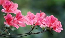 形容杜鹃花的诗句