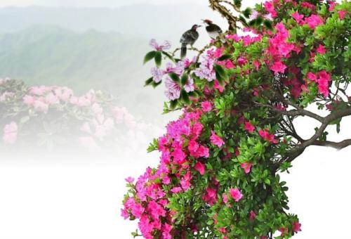描写杜鹃的诗