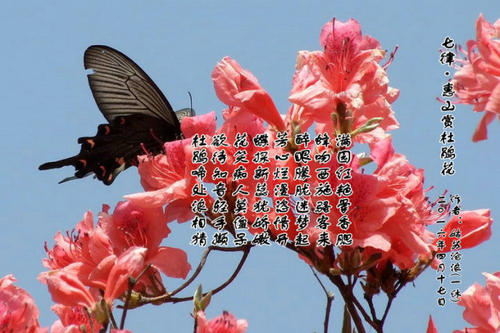 杜鹃诗歌