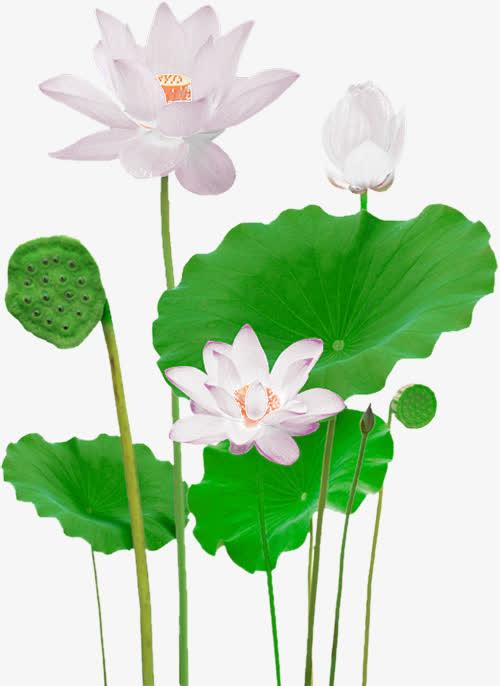 与莲花有关的成语