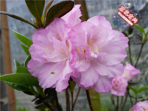 杜鹃花诗