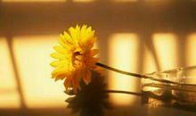 早安心语:生活,一半是回忆,一半是继续