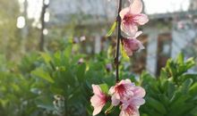 经典语录：岁月悠长，山河无恙，爱你如昔，念你如昨