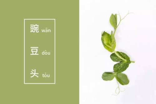豌豆会长成什么？