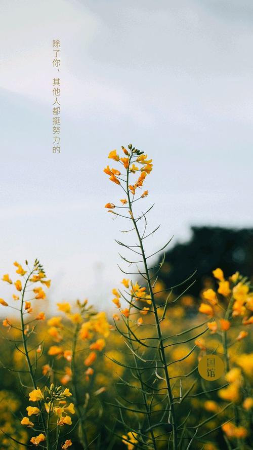 除了你，其他人都很努力