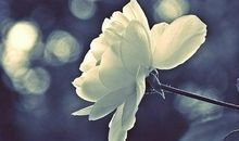 伤痛,是最好的成长