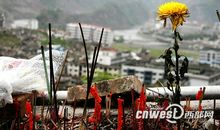 读书笔记-《废墟的花朵》