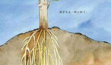 做一棵只管成长的树