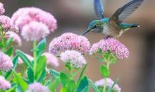 经典故事：累死的翠波鸟