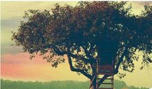 《大树之恩》，很多人看哭了