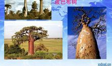 像撒哈拉植物一样去活