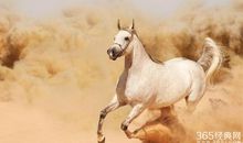 沙漠里的千里马