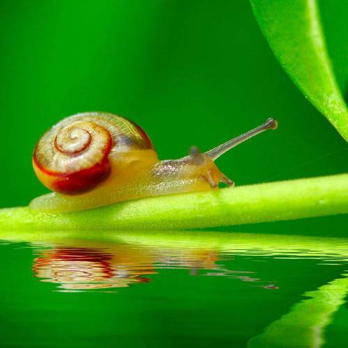 蜗牛十八年