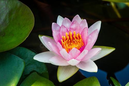 让光线穿透深夜，在你的心中绽放莲花