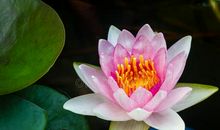 让那道刺破沉沉黑夜的光明，在你的内心绽放一朵朵大乐的莲花