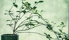 林清玄：常想一二，不思八九