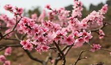 梦想不是一日看尽长安花