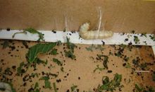 蚕是被自己的丝裹住的