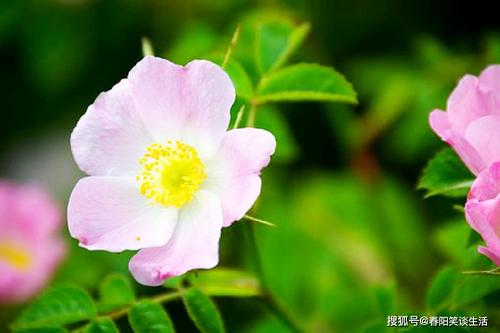 逆境充满活力