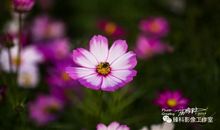 鲜花，不只在春天盛开