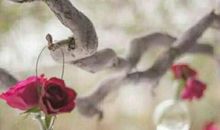 看淡世间沧桑，内心安然无恙