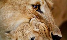 《动物王朝》观后感