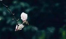 林清玄：父亲的笑，我还能看多久？