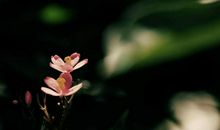 看破红尘的佛家语言