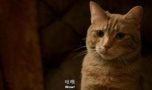 《流浪猫鲍勃》观后感