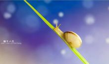 蜗牛的人生比雄鹰更精彩