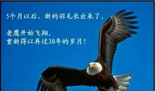 励志文章：苦难才是历练后的翱翔